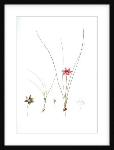 Ixia bulbocodium, Romulea sp; Ixia bulbocode, Crocus-leaved Ixia by Pierre Joseph Redouté