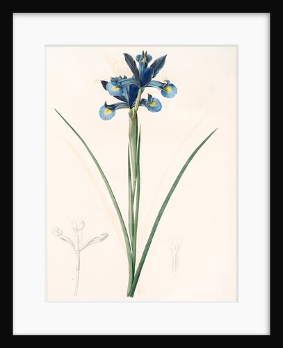 Iris Xiphium, Iris xiphium; Iris xiphium; Spanish Iris, Bulbous Iris by Pierre Joseph Redouté