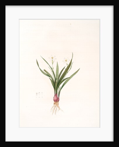 Pancratium calathiforme, Hymenocallis calathina; Pancrace à grand nectaire; Basket-flower, Basket Lily by Pierre Joseph Redouté