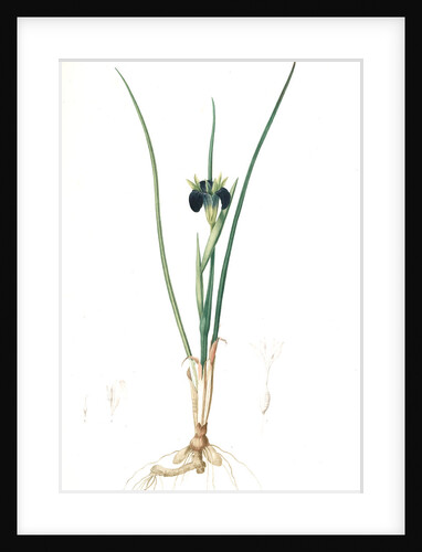 Iris tuberosa, Hermodactylus tuberosus; Snake's head Iris, Widow Iris by Pierre Joseph Redouté