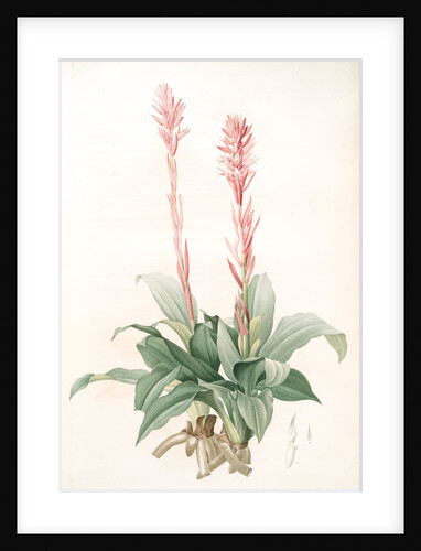 Neottia speciosa, Stenorhynchus speciosus; Néottie à fleurs roses by Pierre Joseph Redouté