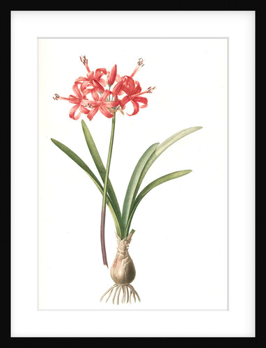 Amaryliis Sarniensis, Amaryllis Guernesienne by Pierre Joseph Redouté