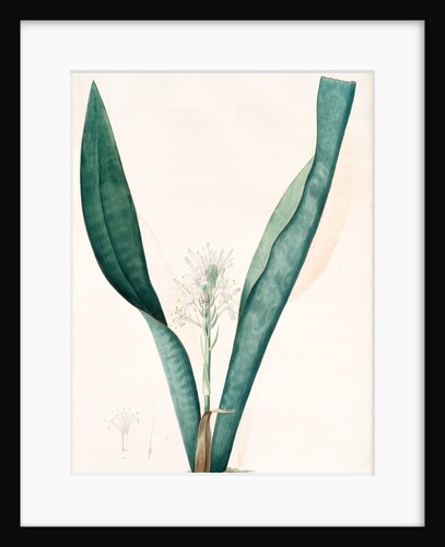 Sanseviera guineensis, Sansevieria thyrsiflora; Sansviera de Guinée, African hemp by Pierre Joseph Redouté