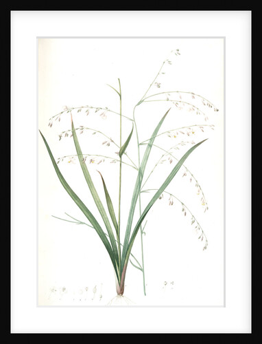 Anthericum milleflorum, Arthropodium paniculatum; Anthéric à millie fleurs, Pale Vanilla Lily by Pierre Joseph Redouté