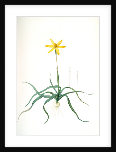 Hypoxis stellata, Hypoxis étoilée; South African Star-Grass by Pierre Joseph Redouté