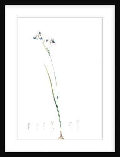 Vieusseuxia glaucopis, Moraea glaucopis; Vieusseuxie à taches bleues, Peacock Iris; Pavonia by Pierre Joseph Redouté