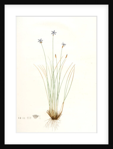 Aphyllanthes monspeliensis, Aphylanthe de Montpellier, Blue Grass Lily by Pierre Joseph Redouté