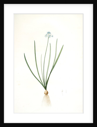 Scilla umbellata, Scilla verna; Scille en ombelle, Spring squill by Pierre Joseph Redouté