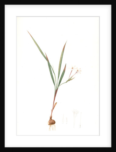 Gladiolus inclinatus, Babiana tubiflora; Glaïeul incliné, Long-tubed Babiana by Pierre Joseph Redouté
