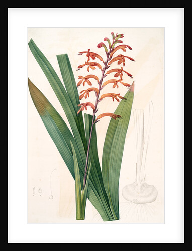 Antholyza praealta, Chasmanthe aethiopica; Antholyze élevée, Flag-leaved Antholyza by Pierre Joseph Redouté