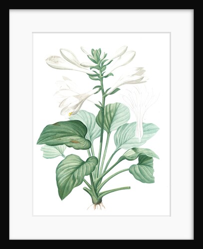 Hemerocallis japonica, Hosta plantaginea; Hémérocalle du Japon, August Lily; Plaintain Lily by Pierre Joseph Redouté