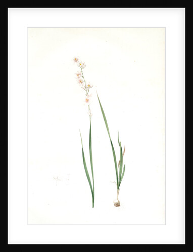 Ixia polystachia, Ixia flexuosa; Ixia à plusieurs épis, Bending-stalk'd Ixia by Pierre Joseph Redouté