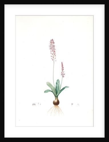 Scilla obtusifolia, Scilla obtusifolia; Sciile à feuilles obtuses by Pierre Joseph Redouté