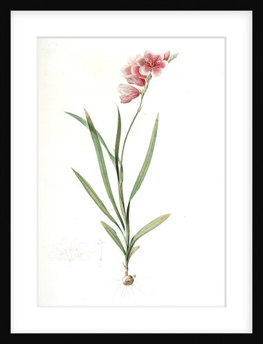 Ixia hyalina, Tritonia hyalina; Ixia demi-transparente; Tritonia by Pierre Joseph Redouté