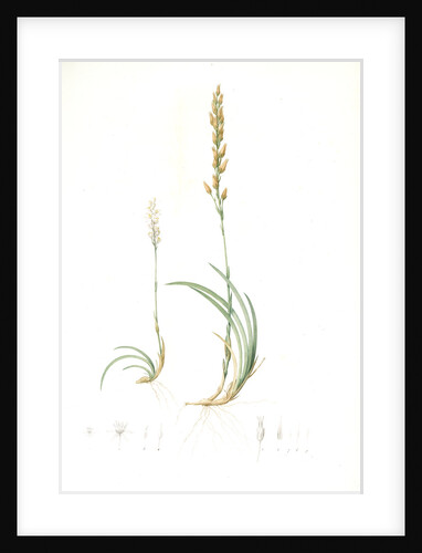 Abama ossifraga, Narthecium ossifragum; Abama des marais; Bog-Ashpodel by Pierre Joseph Redouté