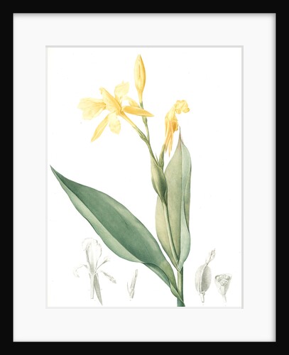 Canna flaccida, Balisier flasque, Golden Canna; Bandana of the Everglades by Pierre Joseph Redouté