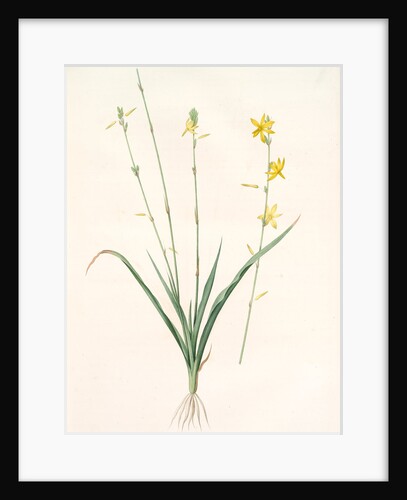 Echeandia terniflora, Echéandie à feuilles ternées, Craglily by Pierre Joseph Redouté