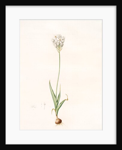 Ornithogalum thyrsoides, Ornithogale en Thyrse; Chincherinchee or African Wonder Flower by Pierre Joseph Redouté