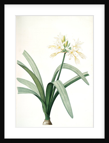 Pancratium illyricum, Pancrace de Dalmatie by Pierre Joseph Redouté