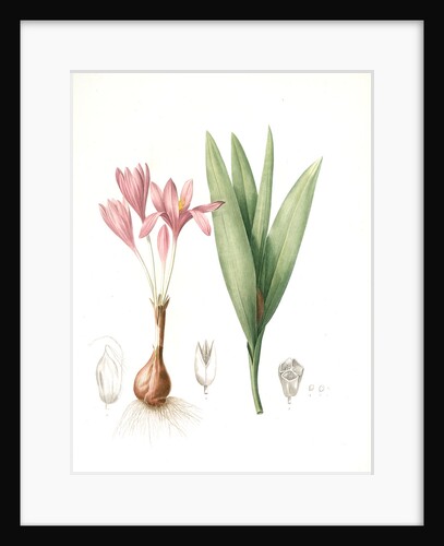 Colchicum autumnale, Colchique d'autumne; Meadow Saffron or Autumn Crocus by Pierre Joseph Redouté