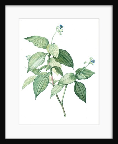 Tradescantia erecta, Tinantia fugax; Ephémère droite by Pierre Joseph Redouté