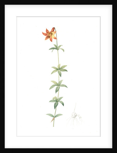 Lilium penduliflorum, Lilium canadense; lis à fleur pendante, Canadian lily; meadow lily by Pierre Joseph Redouté