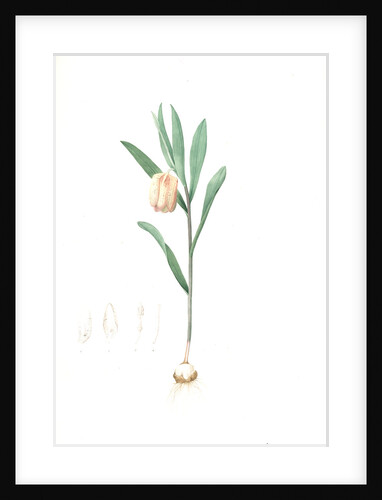 Fritillaria latifolia, Fritillaire à large feuille, Broad-leaved Fritillaria by Pierre Joseph Redouté
