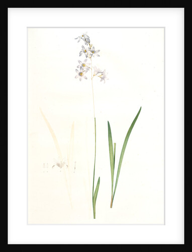 Ixia rapunculoides, Ixia scariosa; Ixia à fleurs de raiponce by Pierre Joseph Redouté