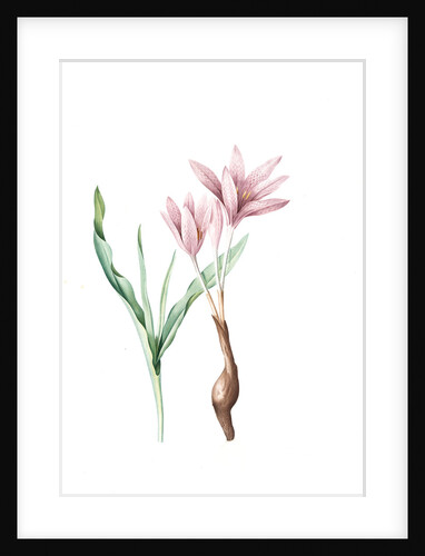 Colchicum variegatum, Colchique tacheté; Greek Autumn-Crocus by Pierre Joseph Redouté