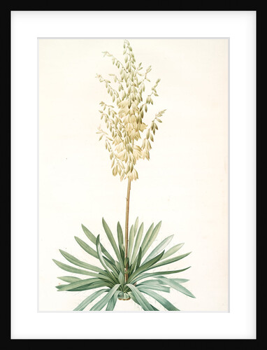 Yucca filamentosa, Yucca a filaments; Adams-needle (enlarged) by Pierre Joseph Redouté