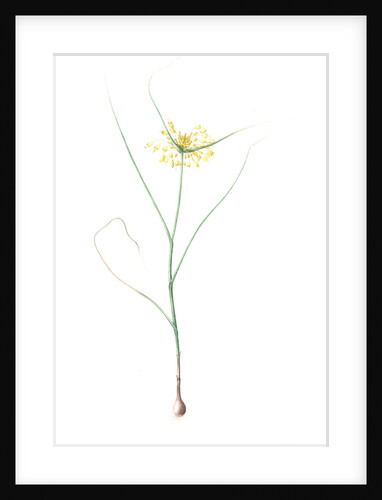 Allium flavum, Ail jaune; Yellow Allium by Pierre Joseph Redouté
