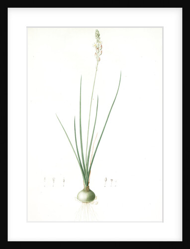 Ornithogalum tenuifolium, Ornithogalum graminifolium; Ornithogale à feuilles étroites, Rush-leaved Star of Bethlehem by Pierre Joseph Redouté