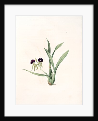 Epidendrum cochleatum, Ail à fleurs pendantes, Clamshell Orchid by Pierre Joseph Redouté