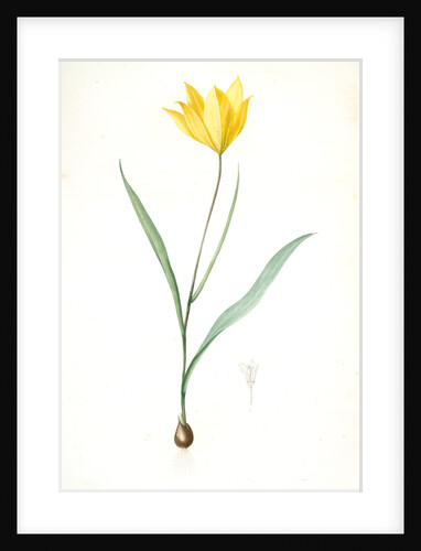 Tulipa sylvestris, Tulipa sauvage, Wild tulip; Woodland tulip by Pierre Joseph Redouté