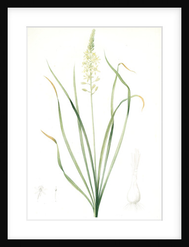 Ornithogalum pyrenaicum, Ornithogale ds Pyrénées, Pyrenees Star of Bethlehem; Bath asparagus by Pierre Joseph Redouté