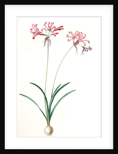 Amaryllis humilis, Nerine humilis; Amaryllis peu èlevèe, Nerine Lily by Pierre Joseph Redouté