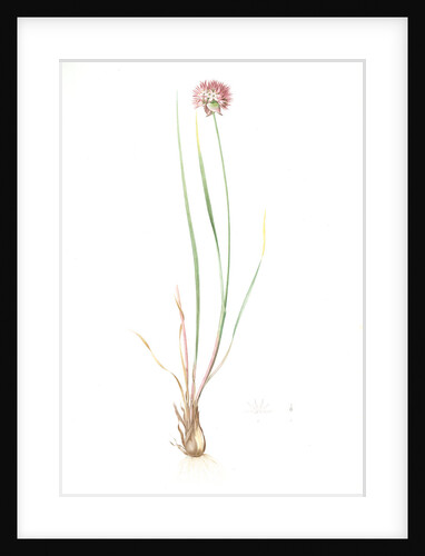 Allium foliosum, Allium Schoenoprasum; Ail feuille; Chive by Pierre Joseph Redouté