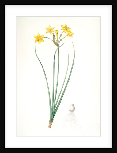 Narcissus jonquilla, Narcissus Jonquilla; Narcisse jonquille; Jonquil by Pierre Joseph Redouté