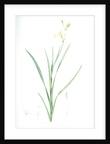 Ixia anemonae flora, Sparaxis bulbifera; Ixia fleur d'anémone, Wand flower by Pierre Joseph Redouté