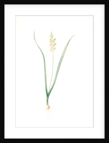 Lachenalia pallida, Lachanale pâle, Cape Cowslips by Pierre Joseph Redouté