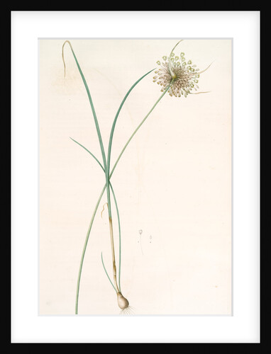 Allium longispathum, Allium paniculatum; Ail à longues spathes by Pierre Joseph Redouté