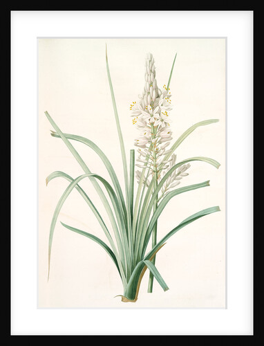 Asphodelus ramosus, Ashpodèle rameux, king's spear; royal staff; white asphodel; branched asphodel by Pierre Joseph Redouté
