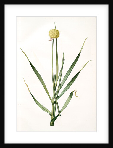 Allium obliquum, Ail oblique, Twisted-leaf garlic by Pierre Joseph Redouté