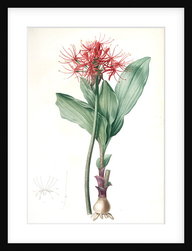 Haemanthus multiflorus, Hémanthe multiflore; Fireball lily by Pierre Joseph Redouté