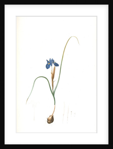 Iris Sisyrinchium, Iris double-bulbe by Pierre Joseph Redouté