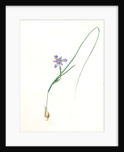 Iris Sisyrinchium, Iris double-bulbe à fleurs violet pâle, Spanish nut by Pierre Joseph Redouté