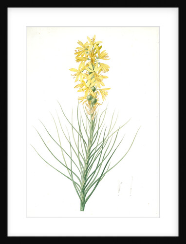 Asphodelus luteus, Asphodeline lutea; King's spear, Yellow asphodel; Jacob's rod by Pierre Joseph Redouté