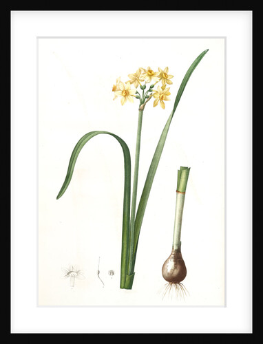 Narcissus intermedius, Narcisse intermédiaire (signed) by Pierre Joseph Redouté