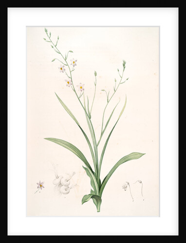 Cyanella capensis, Cyanelle du Cap, Lady's hand by Pierre Joseph Redouté