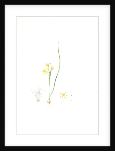 Ornithogalum fistulosum, Gagea sp; Ornithogale fistuleux, Hollow Star-of-Bethlehem by Pierre Joseph Redouté